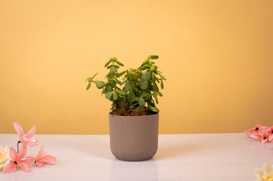 Jade Mini Plant